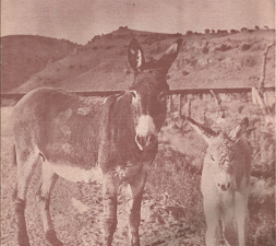 the Utah Report: July, 1967, Volume 5, Number 7