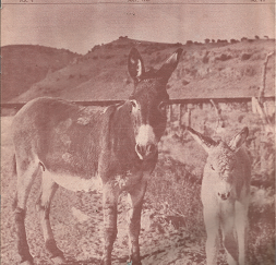 the Utah Report: July, 1967, Volume 5, Number 7