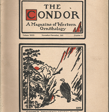 The Condor: A Magazine of Western Ornithology (5 Issues)