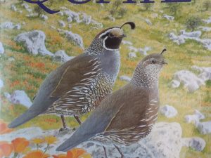1977 – The California Quail – A. Starker Leopold