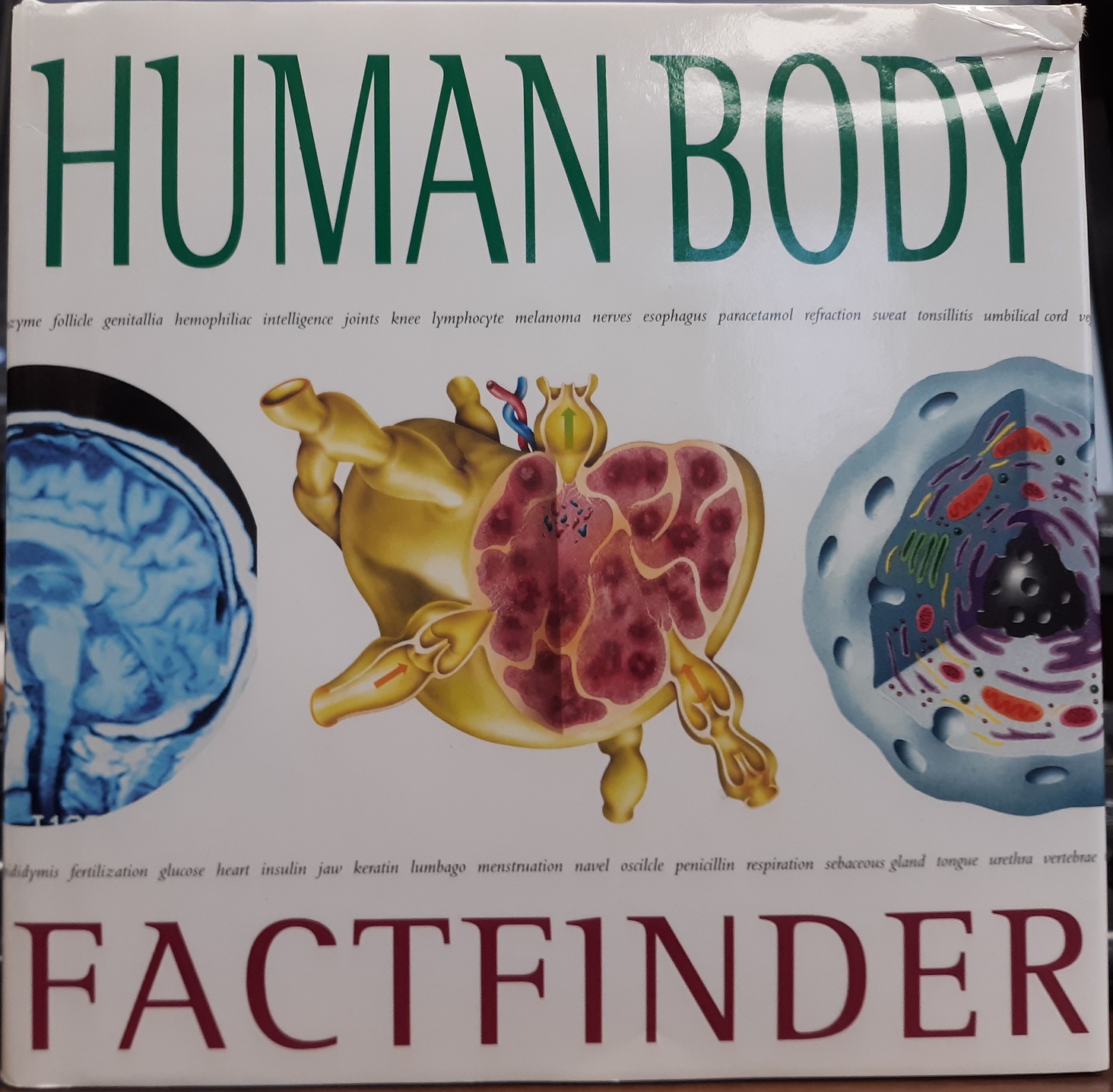 Human Body Factfinder (1999) ~ by John Farndon, and Angela Koo