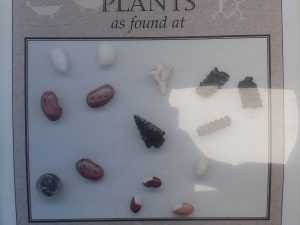 Folk Histories of Selected Desert Plants – Wes Larsen