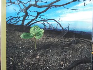 The Organic Reformation: A New Hope for the Church in the West (2009) ~ by Tom Johnston, and Mike Chong Perkinson