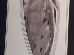 “The Kinema Presents Marguerite Clark in “The Seven Swans”” a Souvenir for the Broadway Production