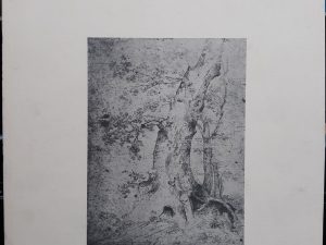 To Walk with Nature: The Drawings of Thomas Cole (1981) ~ by Howard S. Merritt