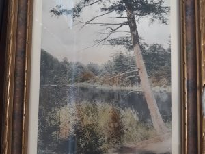 “The Old Pagur Tree” Colorized Photograph