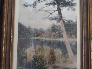“The Old Pagur Tree” Colorized Photograph