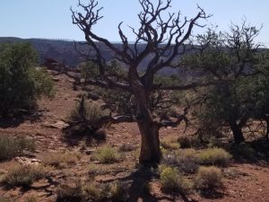 Print — “Dead” — 12″x18″ Print of a Dead Tree — Only 50 Numbered/Signed Prints