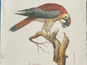 1973 ~ Larry Eyre and Don Paul ~ Raptors of Utah