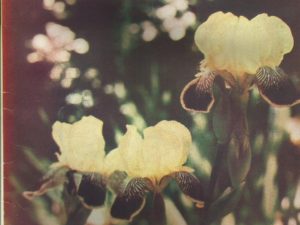 Relief Society Magazine — May 1940 — Vol. XXVII No. 5 — Single Issue Magazine