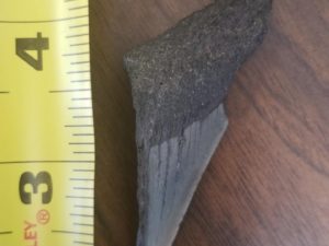 Large Size Dark Shark’s Tooth