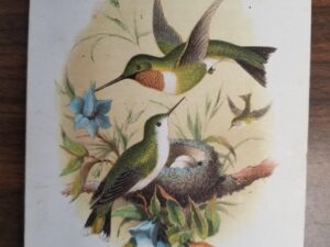 The Humming Bird — Card — 5.75″x4.25″