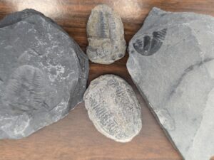 4 Trilobite Fossils