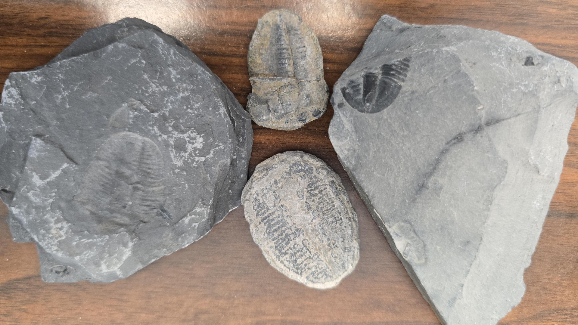 4 Trilobite Fossils